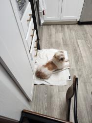 Found/Stray Unknown Dog last seen Blanding Blvd , Jacksonville, FL 32210