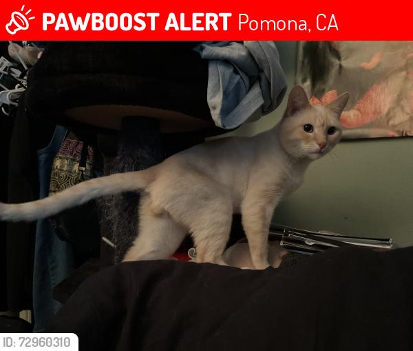 Lost Male Cat last seen Mission and Hamilton , Pomona, CA 91766