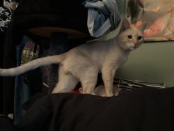 Lost Male Cat last seen Mission and Hamilton , Pomona, CA 91766