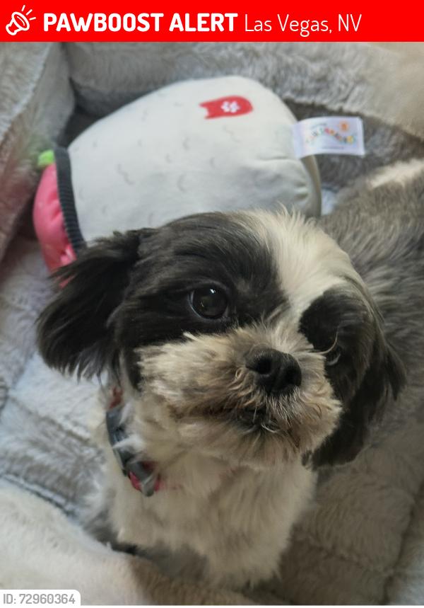 Lost Female Dog last seen Desert Sunrise & paseo flower, Las Vegas, NV 89138