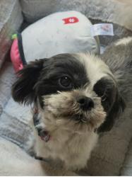 Lost Female Dog last seen Desert Sunrise & paseo flower, Las Vegas, NV 89138