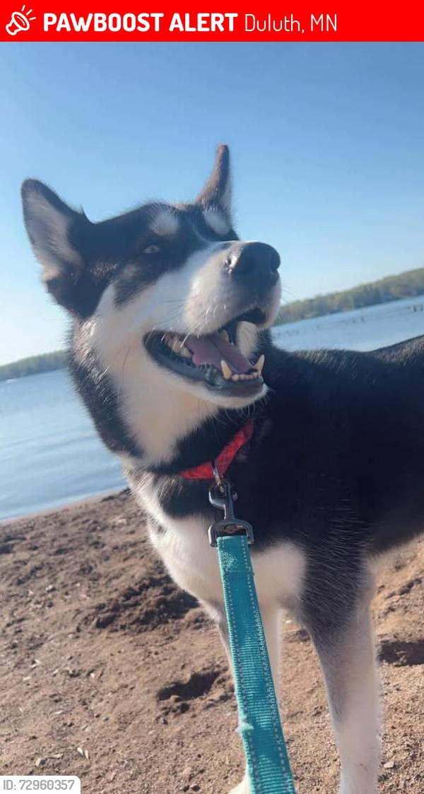 Lost Female Dog last seen Hwy 194 pike lake mn, Duluth, MN 55811