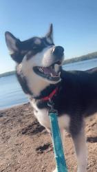 Lost Female Dog last seen Hwy 194 pike lake mn, Duluth, MN 55811