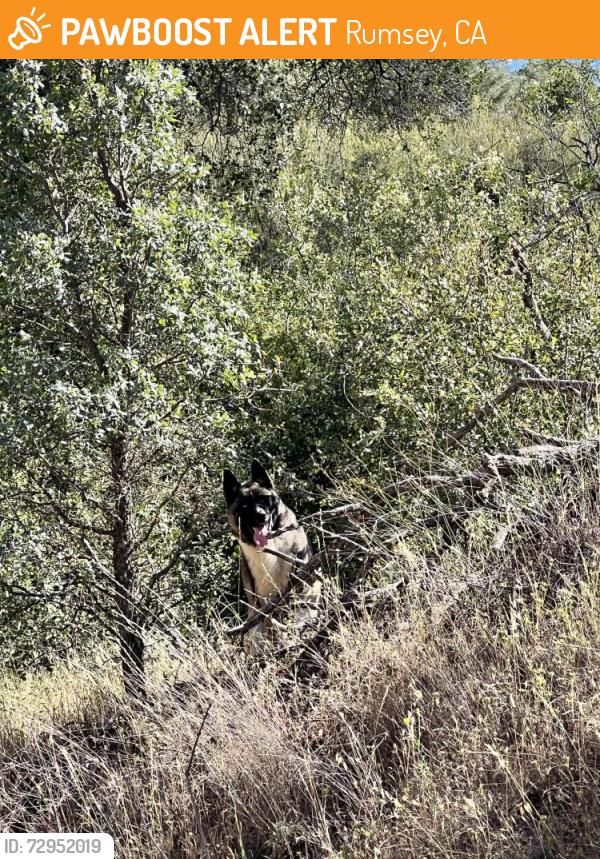 Found/Stray Male Dog last seen Near the Berryessa Snow Mountain Natl Monument, Rumsey, CA 95679