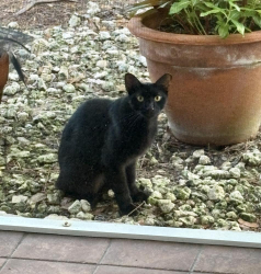 Found/Stray Unknown Cat last seen E. Curlew and Hidden Ct., Watertown, CT 06779