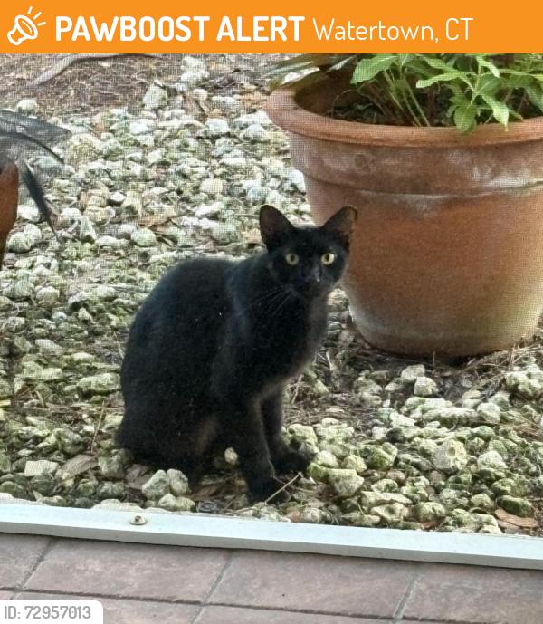 Found/Stray Unknown Cat last seen E. Curlew and Hidden Ct., Watertown, CT 06779