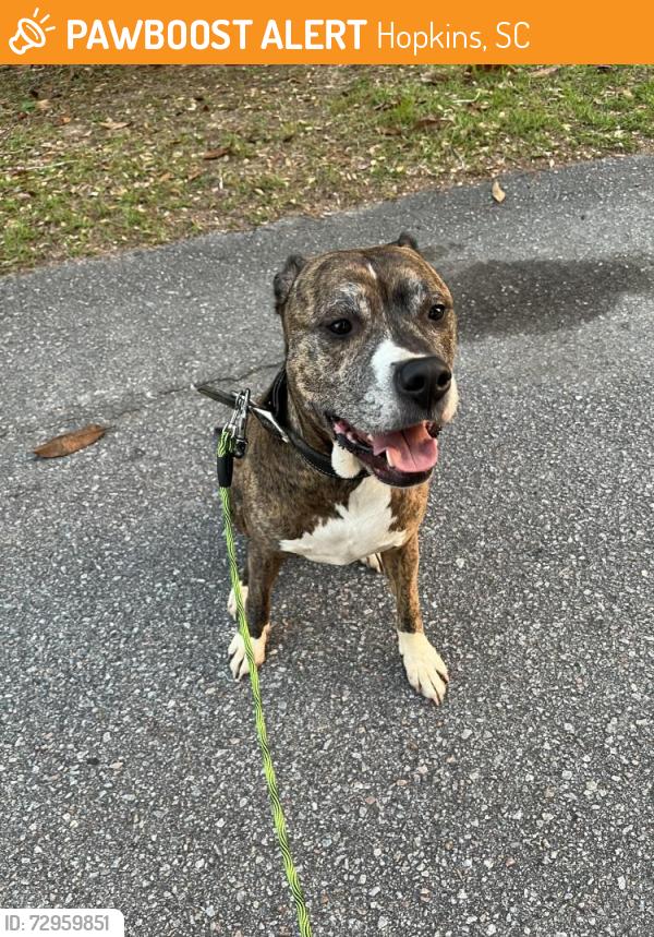 Found/Stray Male Dog last seen Leesburg and leitner, Hopkins, SC 29061