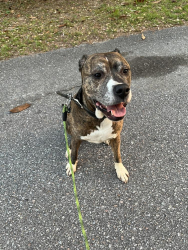 Found/Stray Male Dog last seen Leesburg and leitner, Hopkins, SC 29061