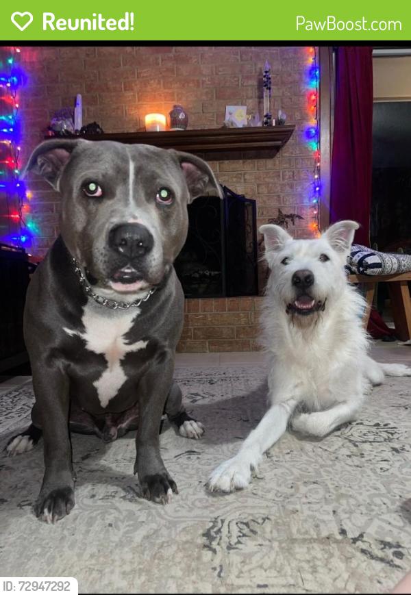 Reunited Male Dog last seen Near S Center St, Arlington, TX 76014, USA, Arlington, TX 76014