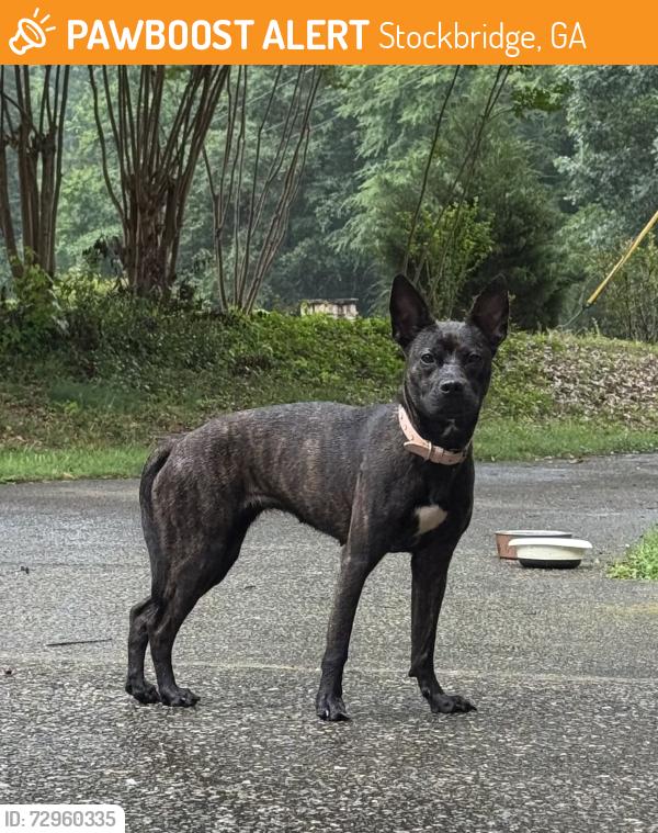 Found/Stray Female Dog last seen Cutters Mill Neighborhood off GA-138 in Stockbridge, GA, on Stonecutters Walk and Stonecutters Cove, Stockbridge, GA 30281