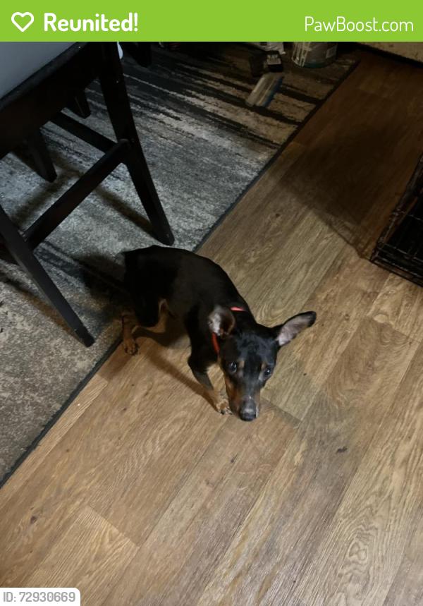 Reunited Male Dog last seen harding ct york pa , York, PA 17403