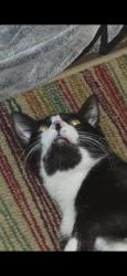 Lost Male Cat last seen 22nd, degenhart, wyckoff, and dunnegan, 20th st , Alton, IL 62002