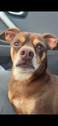 Lost Male Dog last seen Valencia and cardinal, Tucson, AZ 85746