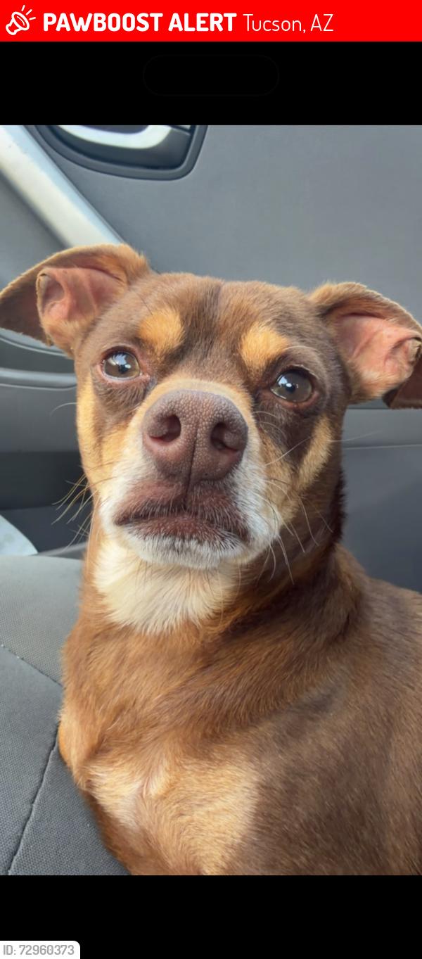 Lost Male Dog last seen Valencia and cardinal, Tucson, AZ 85746