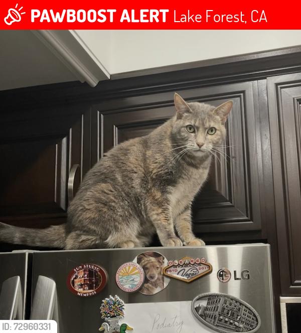 Lost Female Cat last seen Kari Brook and Current Creek, Lake Forest, CA 92630