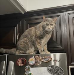 Lost Female Cat last seen Kari Brook and Current Creek, Lake Forest, CA 92630