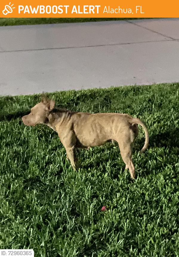 Found/Stray Female Dog last seen Wyndswept Hills Alachua, Alachua, FL 32615