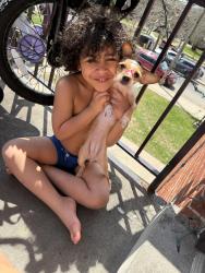 Lost Female Dog last seen Berkeley heights projects , Waterbury, CT 06704