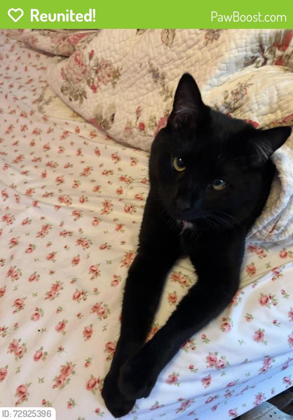 Reunited Female Cat last seen Ark Bible Chapel, Boyertown, PA 19512