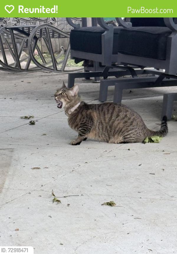 Reunited Male Cat last seen 101st & Elm, Broken Arrow, OK 74012