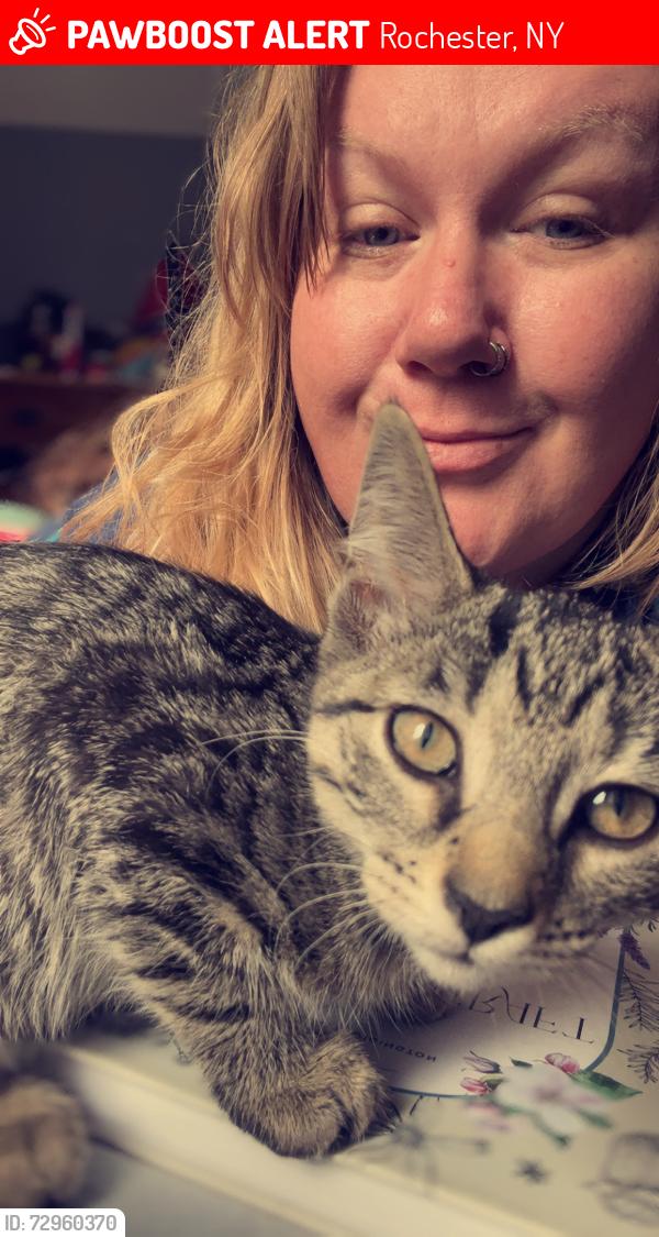 Lost Female Cat last seen Glenthorne & Dewey, Rochester, NY 14615