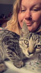 Lost Female Cat last seen Glenthorne & Dewey, Rochester, NY 14615