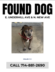 Found/Stray Male Dog last seen E. Underhill Ave & N. New Ave, Anaheim, CA 92806