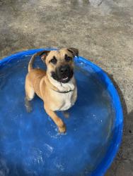 Lost Male Dog last seen Rockhill rd, Hattiesburg, MS 39401