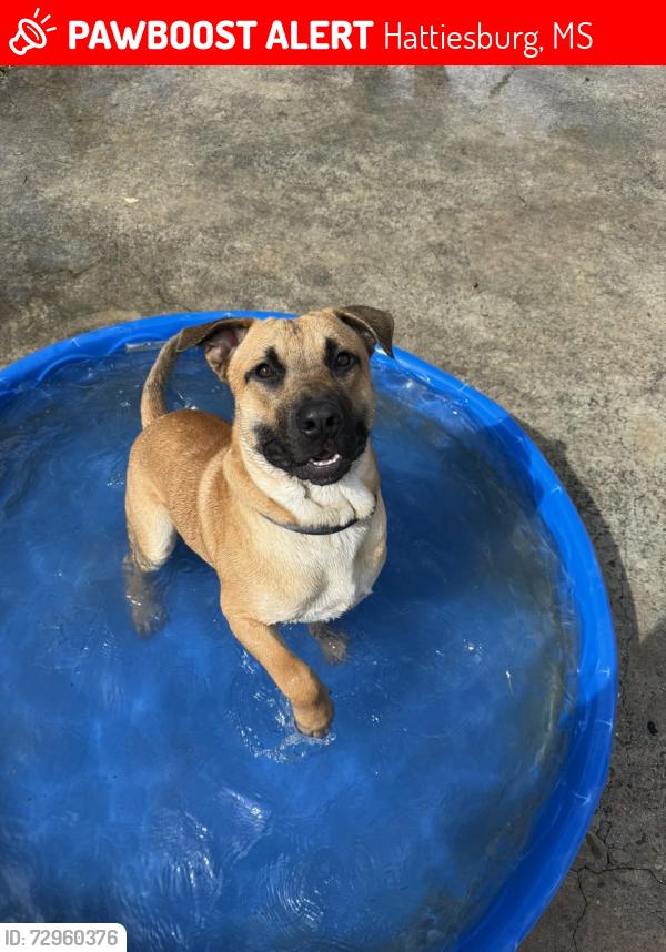 Lost Male Dog last seen Rockhill rd, Hattiesburg, MS 39401