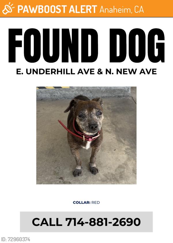 Found/Stray Male Dog last seen E. Underhill Ave & N. New Ave, Anaheim, CA 92806