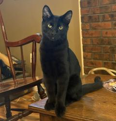 Lost Male Cat last seen Shenandoah, Boise, ID 83712