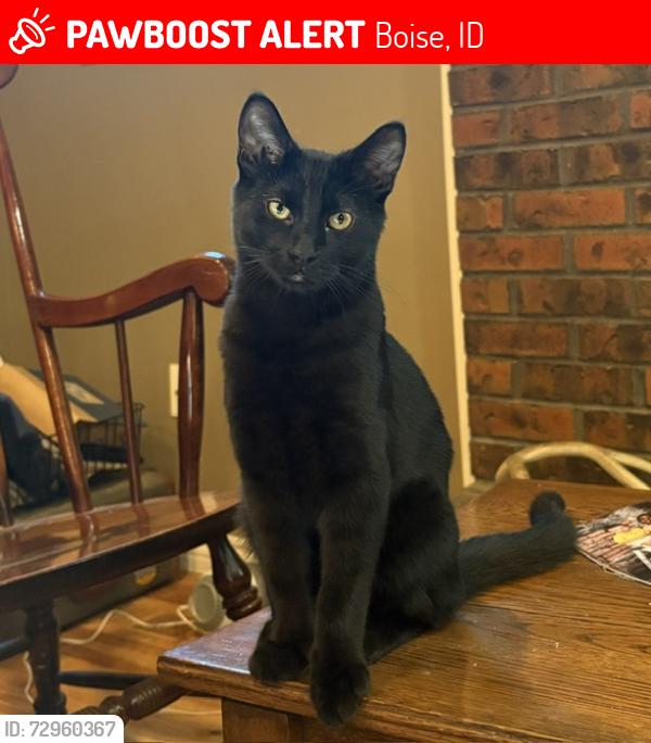 Lost Male Cat last seen Shenandoah, Boise, ID 83712