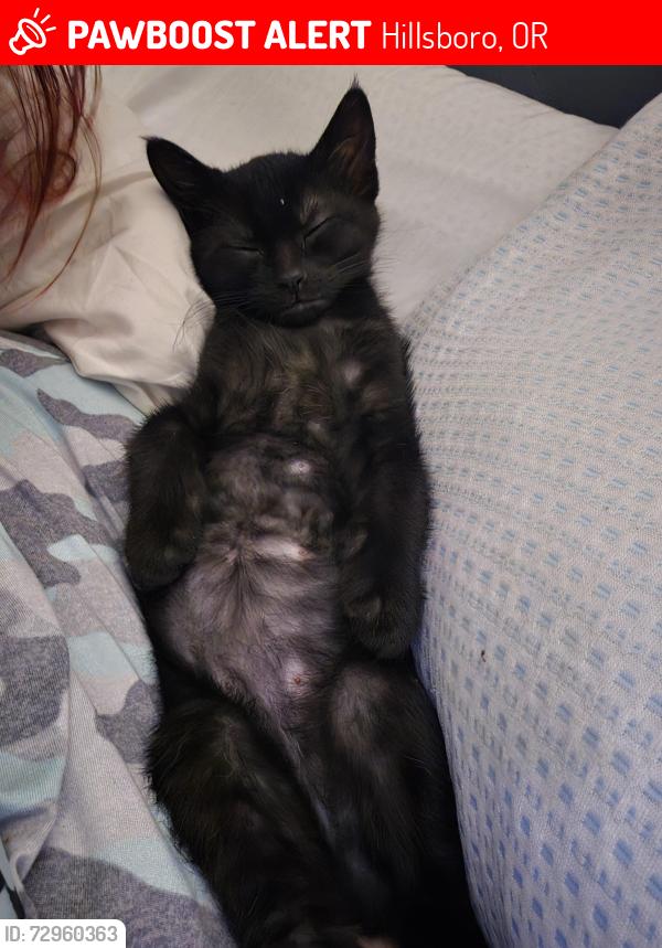 Lost Male Cat last seen SE 16th Avenue and SE Oak street, Hillsboro, OR 97123