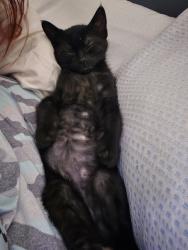 Lost Male Cat last seen SE 16th Avenue and SE Oak street, Hillsboro, OR 97123