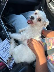 Found/Stray Male Dog last seen cvs norwalk, Norwalk, CA 90650