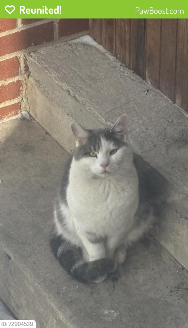 Reunited Male Cat last seen huntsville dam, 118, Dallas, PA 18612