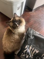 Reunited Male Cat last seen Washington highschoo but closer to the taco bell near/ the donut shop, Los Angeles, CA 90047