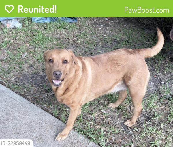 Reunited Female Dog last seen Dryden rd and greenbriar Dr, houston 77030, Houston, TX 77030