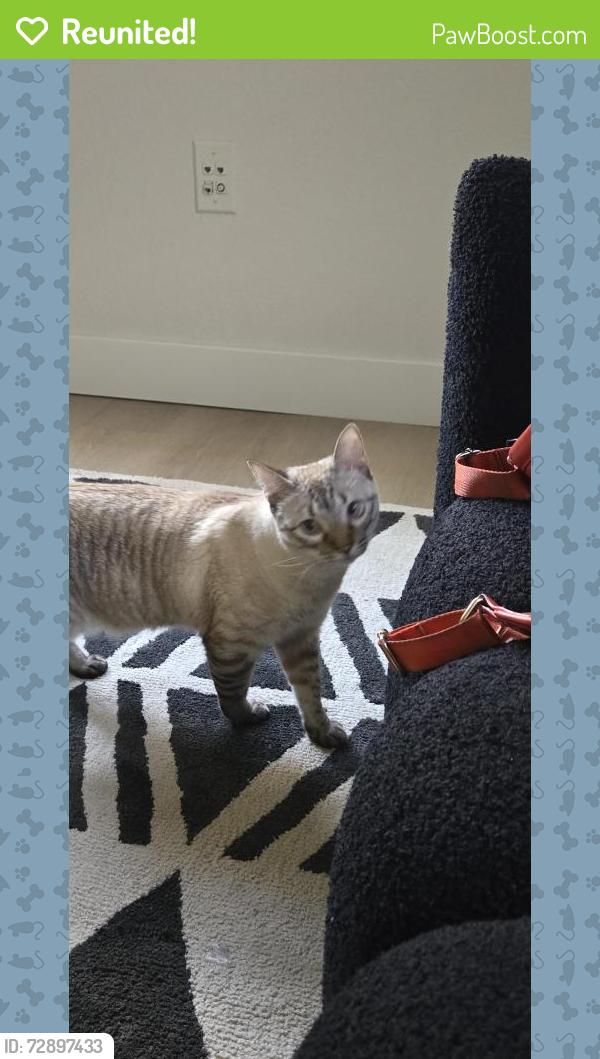 Reunited Male Cat last seen Near w windrose dr El mirage, El Mirage, AZ 85335