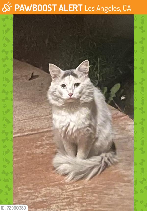 Found/Stray Unknown Cat last seen Sharp Sr, Los Angeles, CA 91345