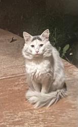 Found/Stray Unknown Cat last seen Sharp Sr, Los Angeles, CA 91345