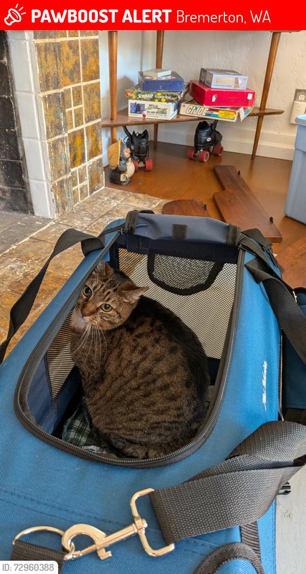Lost Male Cat last seen 11th Ave , Bremerton, WA 98312