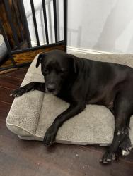 Lost Male Dog last seen Near nw 193 street , Miami Gardens, FL 33055