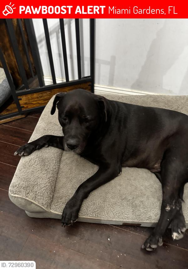 Lost Male Dog last seen Near nw 193 street , Miami Gardens, FL 33055
