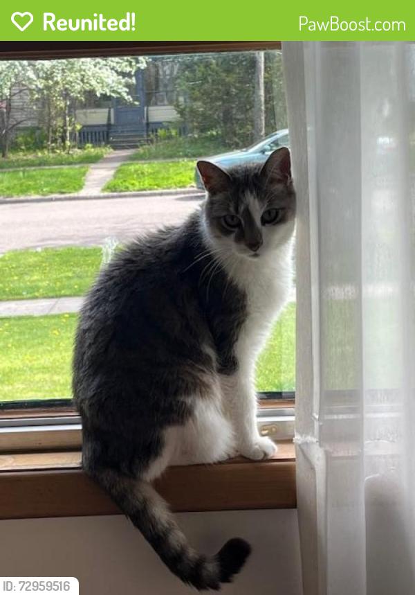 Reunited Male Cat last seen Near McCulloch St, Duluth, MN 55804
