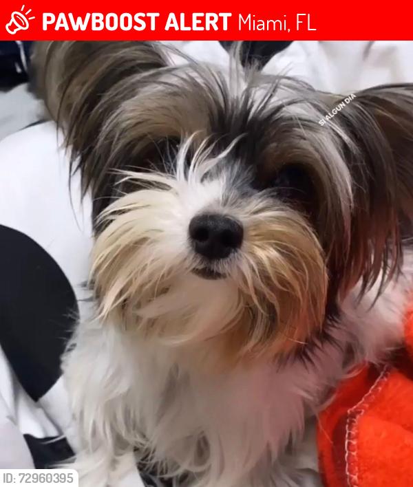 Lost Female Dog last seen Coral park elementary, Miami, FL 33174