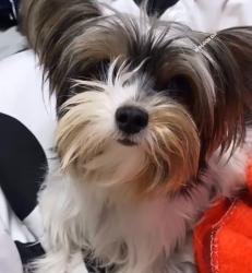Lost Female Dog last seen Coral park elementary, Miami, FL 33174