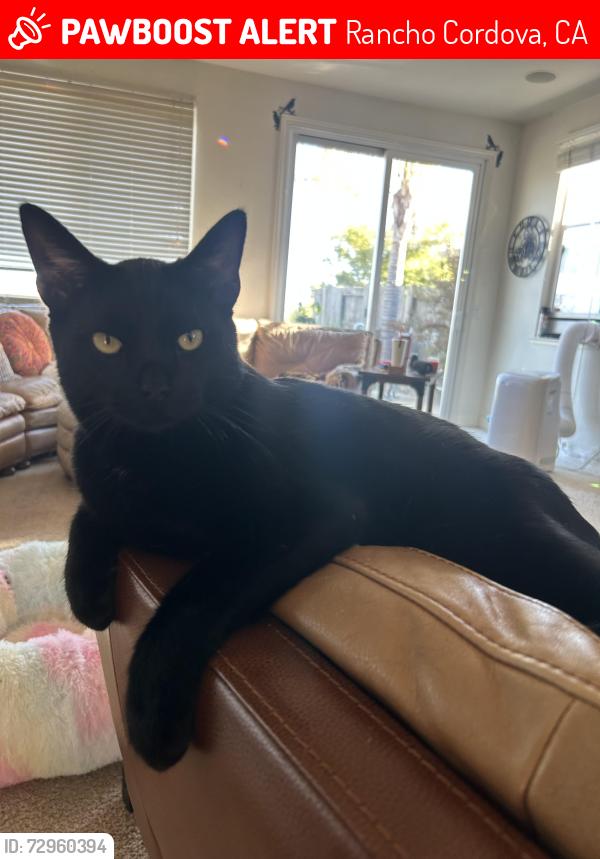 Lost Male Cat last seen Heron Landing Park, Rancho Cordova, CA 95742