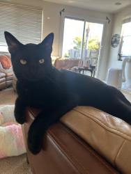 Lost Male Cat last seen Heron Landing Park, Rancho Cordova, CA 95742