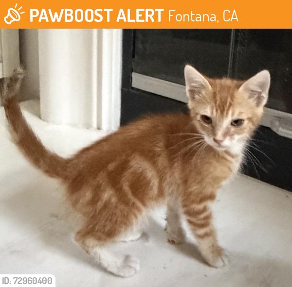 Found/Stray Unknown Cat last seen Popular and village drive, Fontana, CA 92337
